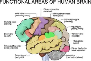 Functional Prints: Human brain anatomy. Brain functional areas map. Vector illustration is easy to edit color