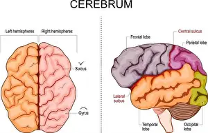 Cerebrum Prints: Human brain structure. Hemispheres and lobes of the cerebral cortex