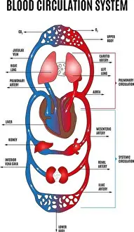 Disease Prints: Human circulatory system. Diagram of circulatory system with main parts labeled