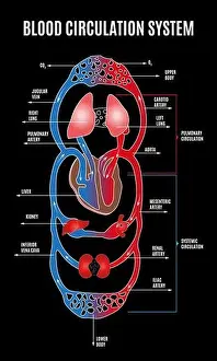 Coronary Prints: Human circulatory system. Diagram of circulatory system with main parts labeled