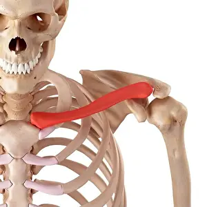 3 Dimensional Prints: Human clavicle, illustration