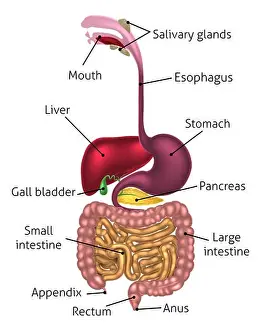 Elementary Prints: Human digestive system, digestive tract or alimentary canal including labels with US spellings
