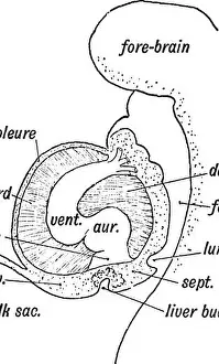 Bookdecade1900 Prints: Human embryology and morphology