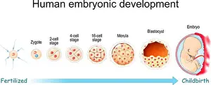 Embryo Prints: Human embryonic development. From Fertilization to Childbirth