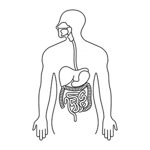 Medicals Prints: Human gastrointestinal tract or digestive system line art icon for apps and websites