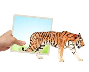 Entering Prints: Human hand holds a photograph with tiger emerging from photography