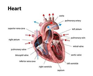 Tissue Prints: human heart anatomy. Educational diagram showing blood flow with main parts labeled
