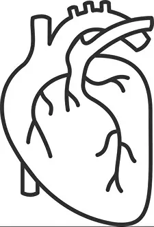 Cardio Prints: Human heart anatomy linear icon