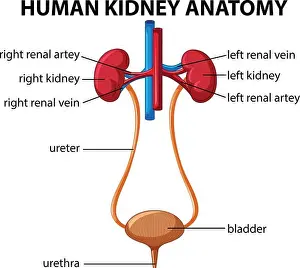 Human Body Prints: Human kidney anatomy diagram illustration