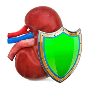 Painful Prints: Human kidney with shield, kidneys protect concept