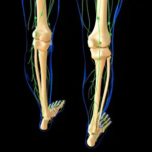 Medicals Prints: Human Lymph Nodes Anatomy For Medical Concept 3D Illustration