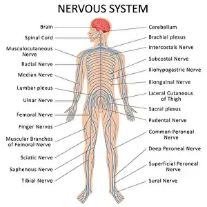 Cutaneous Prints: Human nervous system. Medical Education Chart of Biology for Nervous System Diagram
