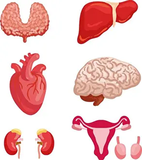 Uterus Prints: Human organ anatomy cartoon icon set with internal organ and body system