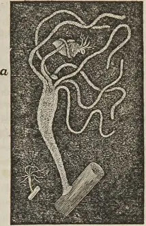 Bookdecade1850 Prints: Human physiology : designed for colleges and the higher classes in schools and for general reading