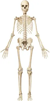 Human Skeleton Prints: The human skeleton is made up of 206 articulated bones of varying sizes and shapes