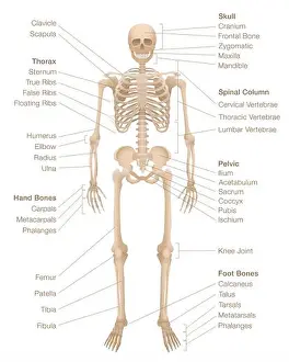 Foot Prints: Human skeleton chart. Labeled skeletal system with named bones