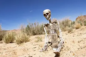 Skeletal Prints: Human skeleton in desert with bottle of water