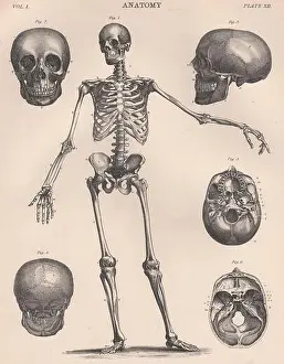 Human Skeleton Prints: Human Skeleton from front. Anatomy. Skull. BRITANNICA 1898 old antique print