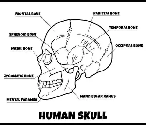 Teeth Prints: human skull bones anatomy diagram illustration