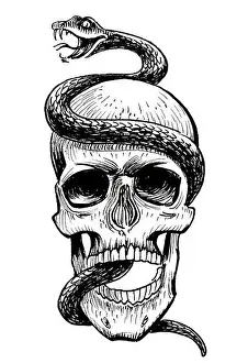 Viper Prints: Human skull and poisonous snake. Ink black and white drawing