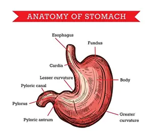 Treatment Prints: Human stomach anatomy, vector sketch medicine aid scheme of body internal gastroenterology organ