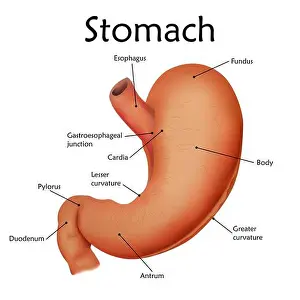 Abdomen Prints: Human stomach with labels, illustration