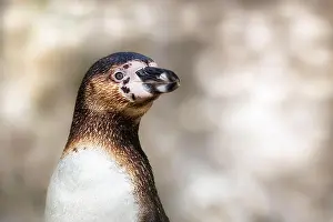 Flipper Prints: A Humboldt penguin, Spheniscus humboldti