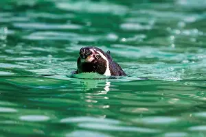 Vulnerable Prints: A Humboldt penguin, Spheniscus humboldti