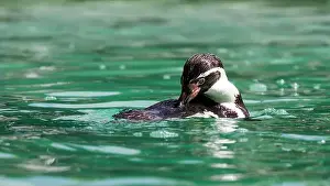 Vulnerable Prints: A Humboldt penguin, Spheniscus humboldti