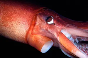 Jumbo Prints: Humboldt squid Dosidicus gigas Sea of Cortez Mexico
