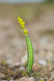 Migrant Prints: Hummingbird hawk-moth caterpillar in it's natural habitat