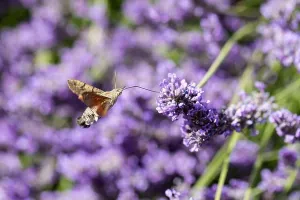 Summertime Prints: A Hummingbird hawk moth Macroglossum stellatarum