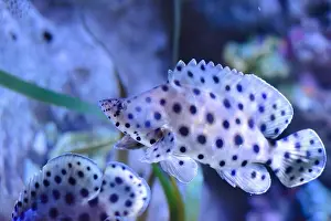 Panther Prints: The humpback grouper (Cromileptes altivelis)