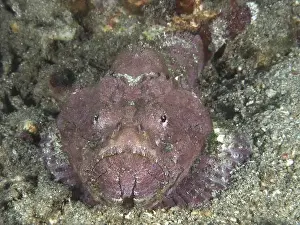 Poisonous Animal Prints: A humpback scorpionfish (Scorpaenopsis diabolus) lies in the sand on the seabed with rocky textures