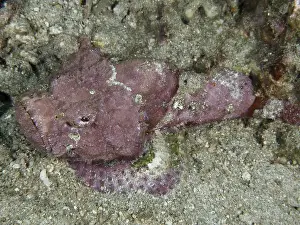 Lies Prints: Humpback scorpionfish (Scorpaenopsis diabolus) lying calmly on the seabed