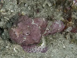 Water Animals Prints: A humpback scorpionfish (Scorpaenopsis diabolus) lying on the sandy seabed