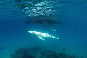 Social Issues Prints: Humpback whale and her albino calf in shallow water