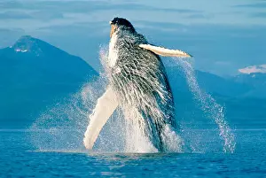 Whale Prints: Humpback Whale breaching in Alaska