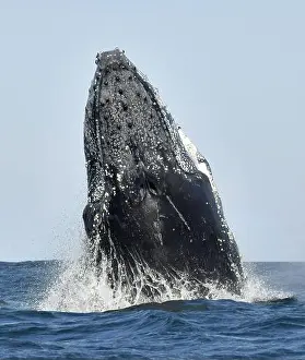 Giant Prints: Humpback whale breaching. Humpback whale jumping out of the water. South Africa