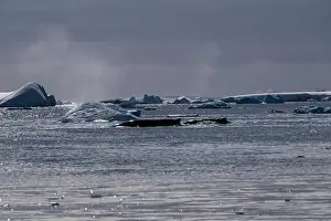 Whale Watching Prints: Humpback whale breathing in the water. Wild nature