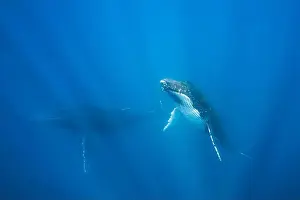Two Animals Prints: Humpback whale cow (Megaptera novaeangliae) swimming underwater with her calf