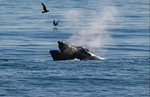Whale Watching Prints: Humpback whale, lung feeding, with pelicans flying about his head