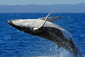Chin Prints: Humpback Whale (Megaptera novaeangliae), breaching