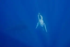 Two Animals Prints: Humpback Whale (Megaptera novaeangliae) swimming underwater with her calf