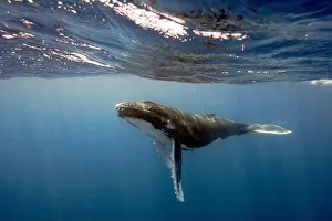Surface Level Prints: Humpback Whale (Megaptera novaeangliae) swimming underwater below the water's surface
