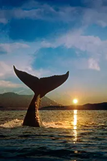 Whale Prints: Humpback Whale raising it's tail out of the water at sunset near Juneau in Southeast Alaska