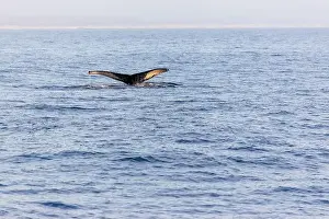 Immense Prints: Humpback whale tail above ocean, clear day in Monterey bay!