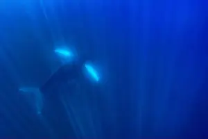 Whale Watching Prints: An Humpback Whale Underwater in the deep blue Pacific Ocean with a baby calf