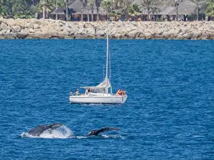 Whale Watching Prints: Humpback whales (Megaptera novaeangliae)