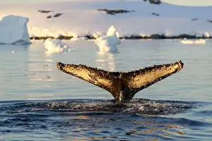 Whale Watching Prints: Humpback whale's tail. Whales in Antarctica